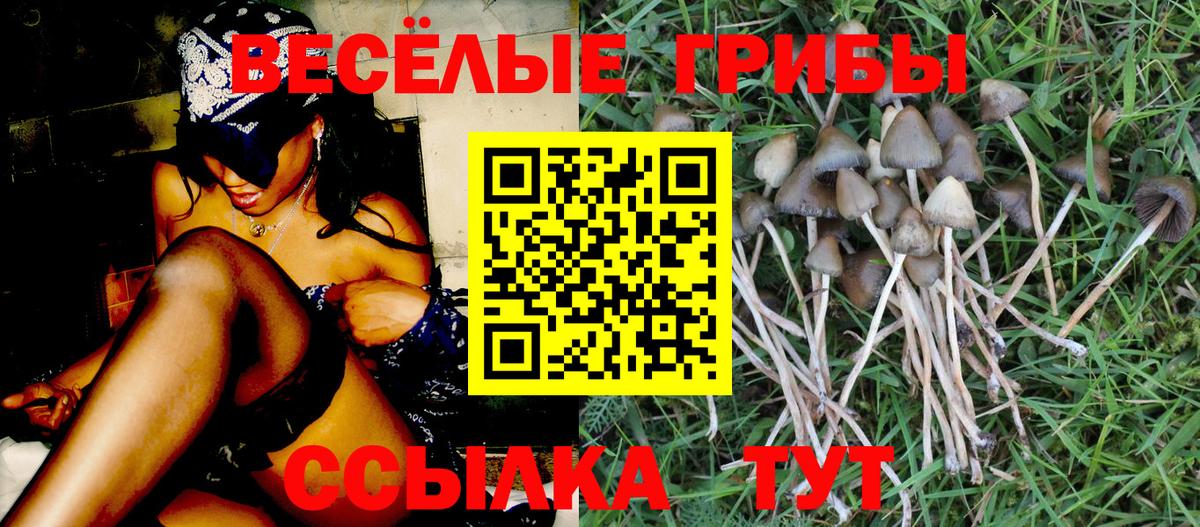 как найти   Псилоцибиновые грибы MAGIC MUSHROOMS  Вход с VPN  Краснознаменск  Псилоцибиновые грибы Cubensis 